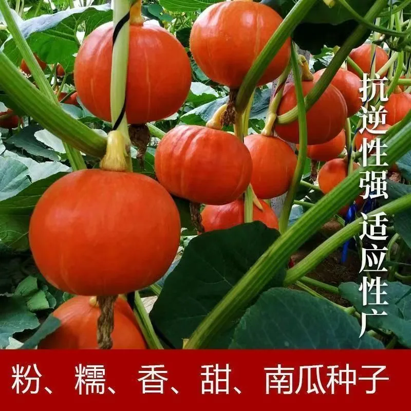 Beibei pumpkin seeds chestnut pumpkin flavor mini small pumpkin seeds sweet noodles soft and glutinous high yield balcony patio 4