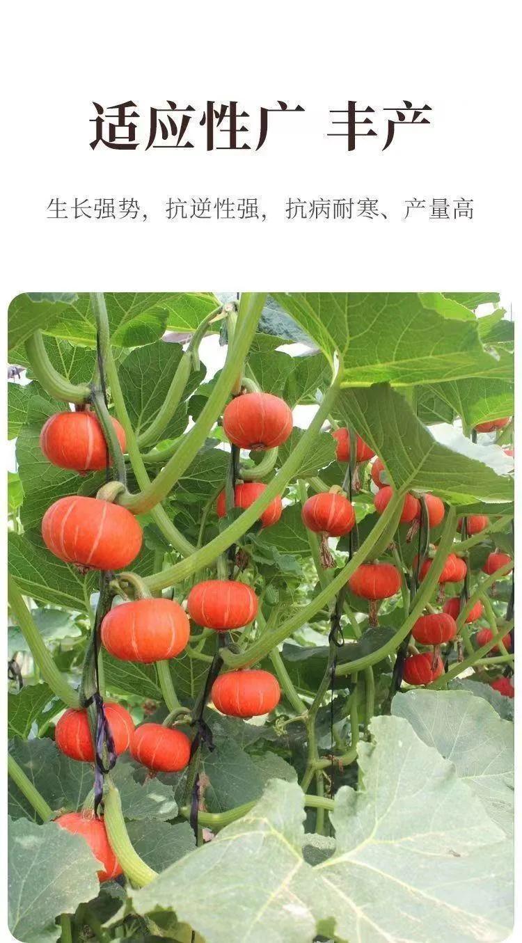 Beibei pumpkin seeds chestnut pumpkin flavor mini small pumpkin seeds sweet noodles soft and glutinous high yield balcony patio 17