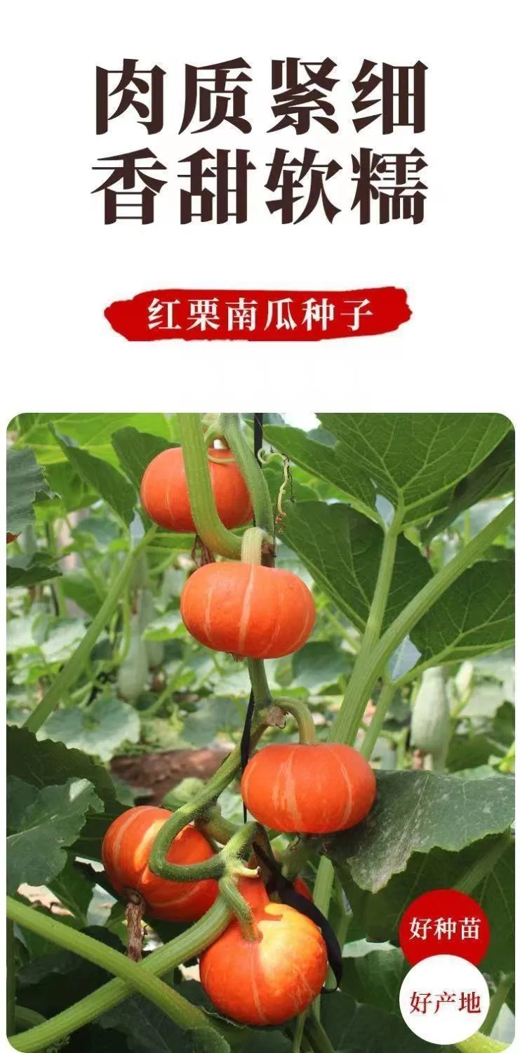 Beibei pumpkin seeds chestnut pumpkin flavor mini small pumpkin seeds sweet noodles soft and glutinous high yield balcony patio 16