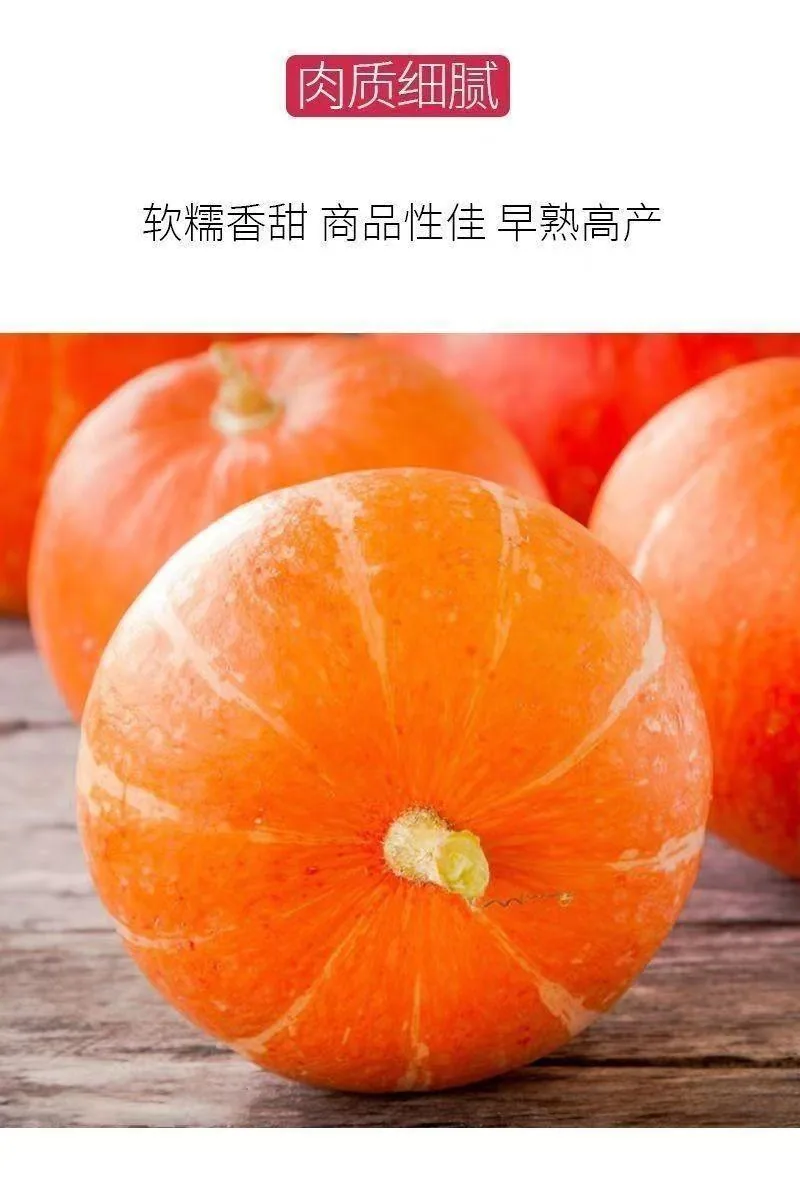 Beibei pumpkin seeds chestnut pumpkin flavor mini small pumpkin seeds sweet noodles soft and glutinous high yield balcony patio 9