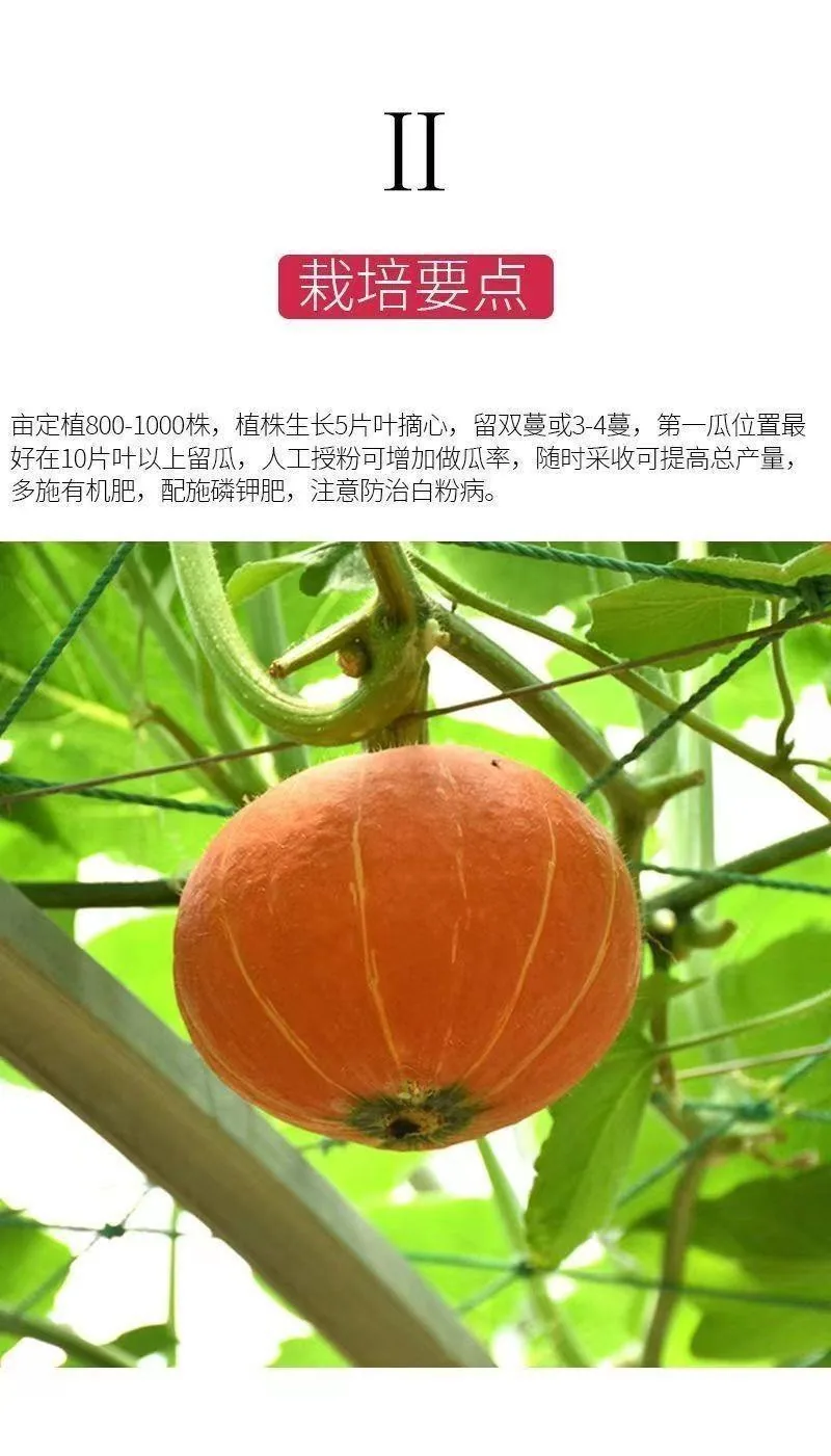Beibei pumpkin seeds chestnut pumpkin flavor mini small pumpkin seeds sweet noodles soft and glutinous high yield balcony patio 11