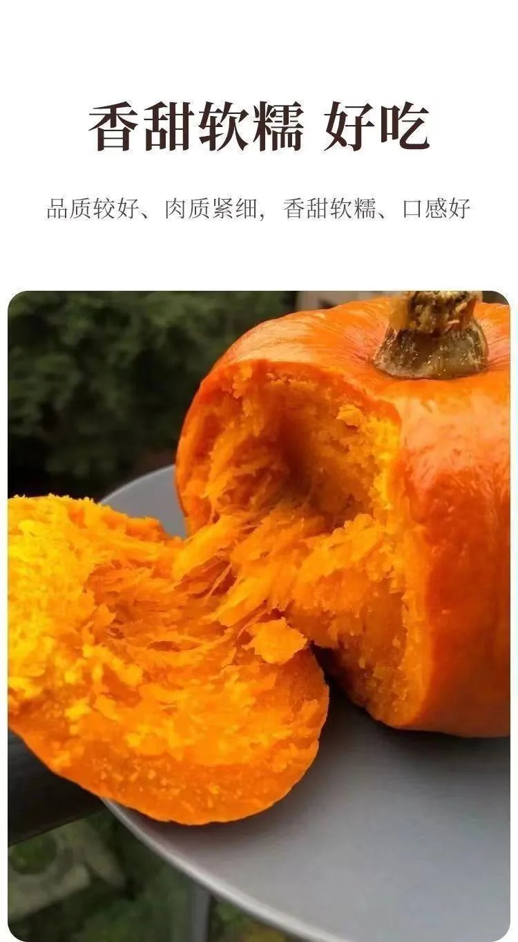 Beibei pumpkin seeds chestnut pumpkin flavor mini small pumpkin seeds sweet noodles soft and glutinous high yield balcony patio 14