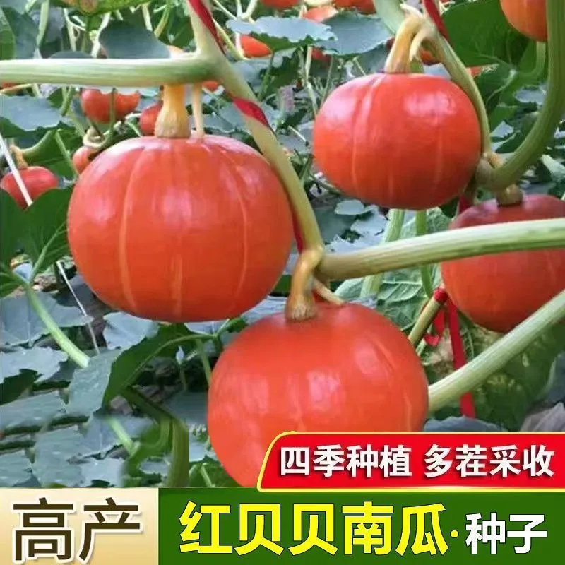 Beibei pumpkin seeds chestnut pumpkin flavor mini small pumpkin seeds sweet noodles soft and glutinous high yield balcony patio 3
