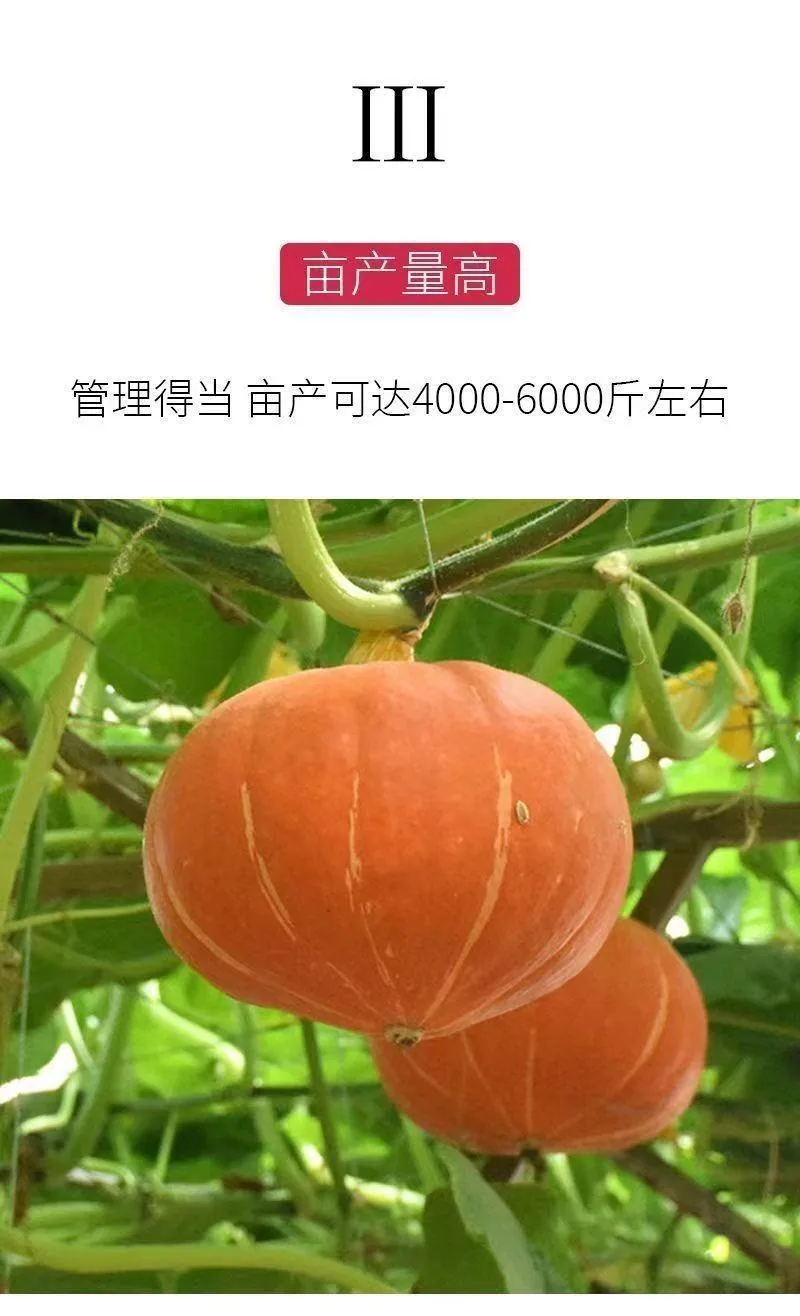 Beibei pumpkin seeds chestnut pumpkin flavor mini small pumpkin seeds sweet noodles soft and glutinous high yield balcony patio 13