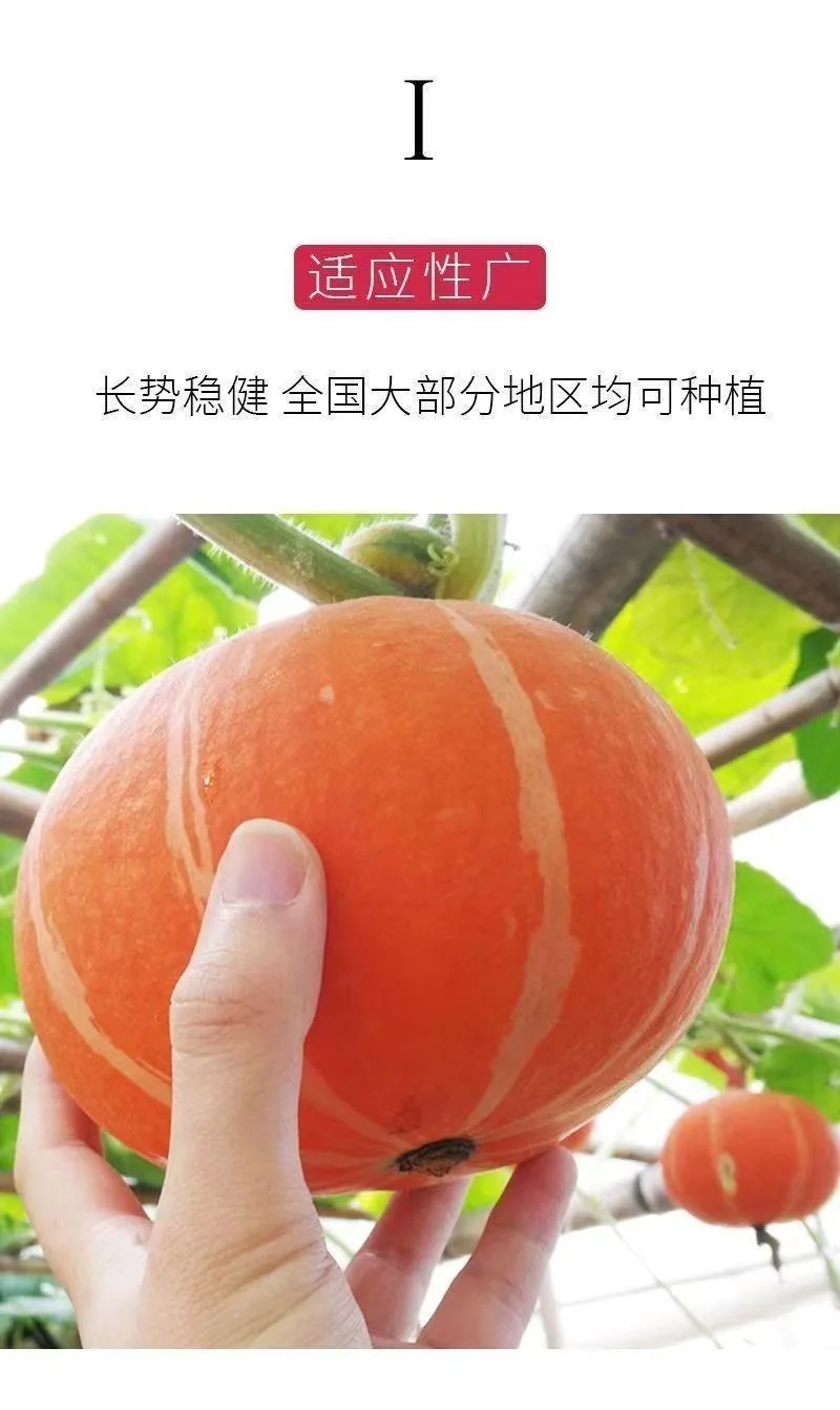 Beibei pumpkin seeds chestnut pumpkin flavor mini small pumpkin seeds sweet noodles soft and glutinous high yield balcony patio 10