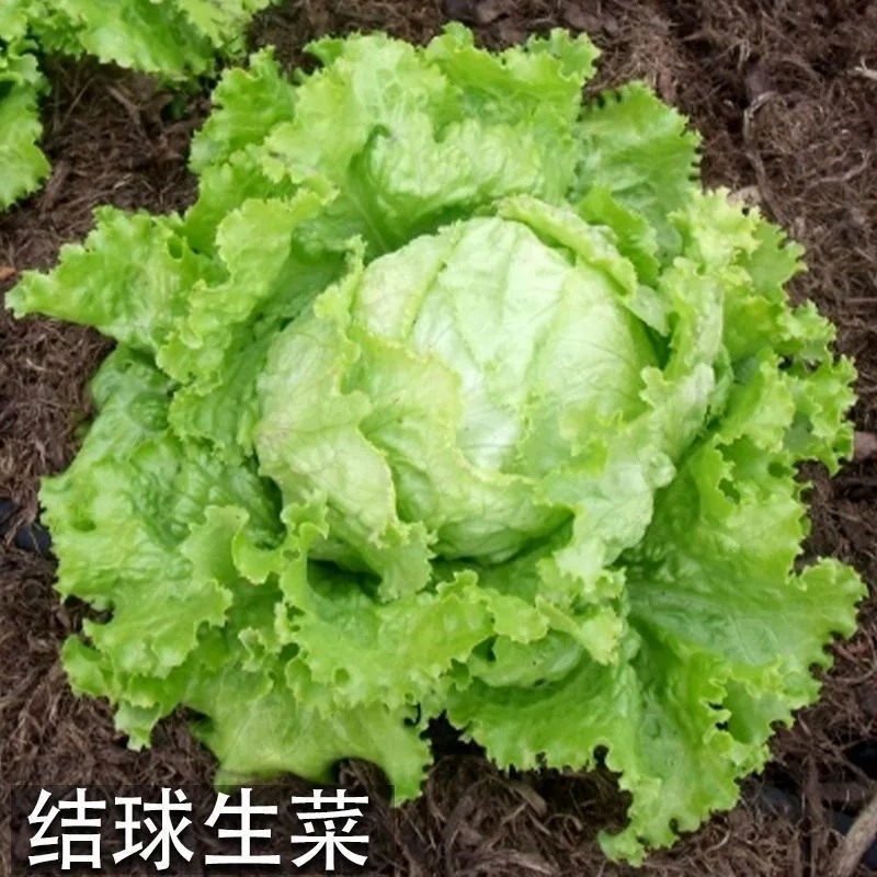 Ball lettuce seed cream round lettuce Western food hamburger hot pot with wrapped salad fresh vegetable round lettuce