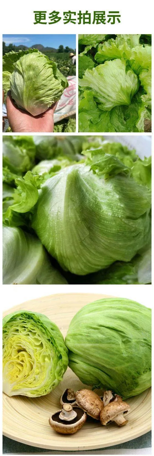 Ball lettuce seed cream round lettuce Western food hamburger hot pot with wrapped salad fresh vegetable round lettuce 8