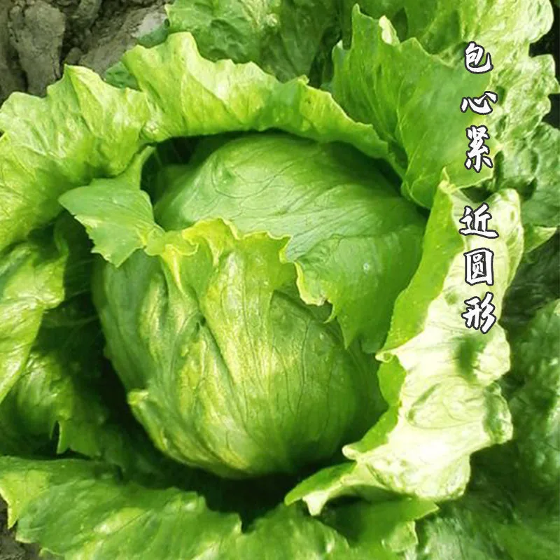 Ball lettuce seed cream round lettuce Western food hamburger hot pot with wrapped salad fresh vegetable round lettuce 4