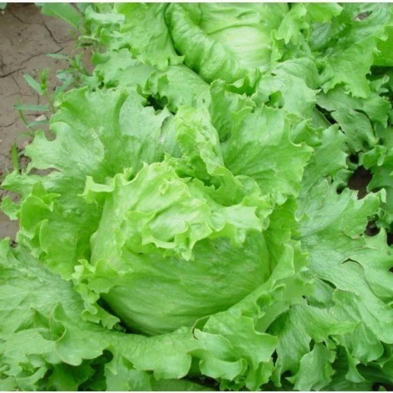 Ball lettuce seed cream round lettuce Western food hamburger hot pot with wrapped salad fresh vegetable round lettuce 7