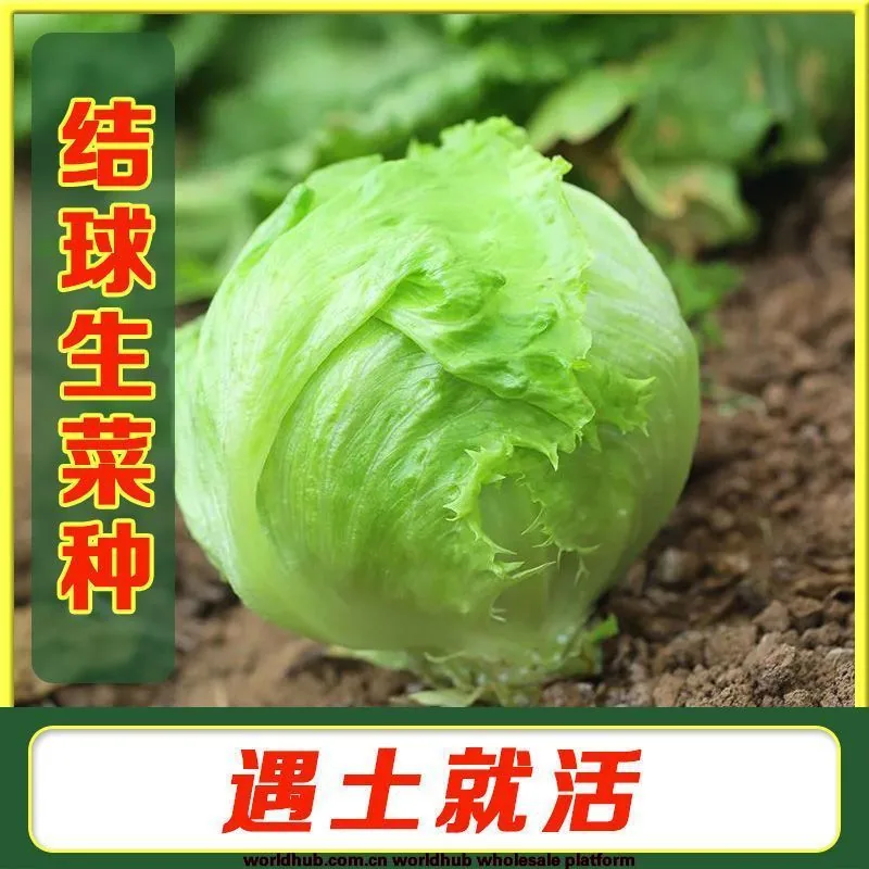 Ball lettuce seed cream round lettuce Western food hamburger hot pot with wrapped salad fresh vegetable round lettuce 3