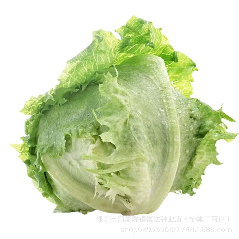 Ball lettuce seed cream round lettuce Western food hamburger hot pot with wrapped salad fresh vegetable round lettuce 2