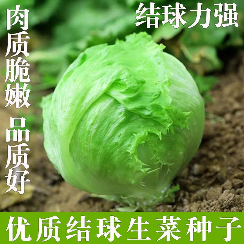 Ball lettuce seed cream round lettuce Western food hamburger hot pot with wrapped salad fresh vegetable round lettuce 5