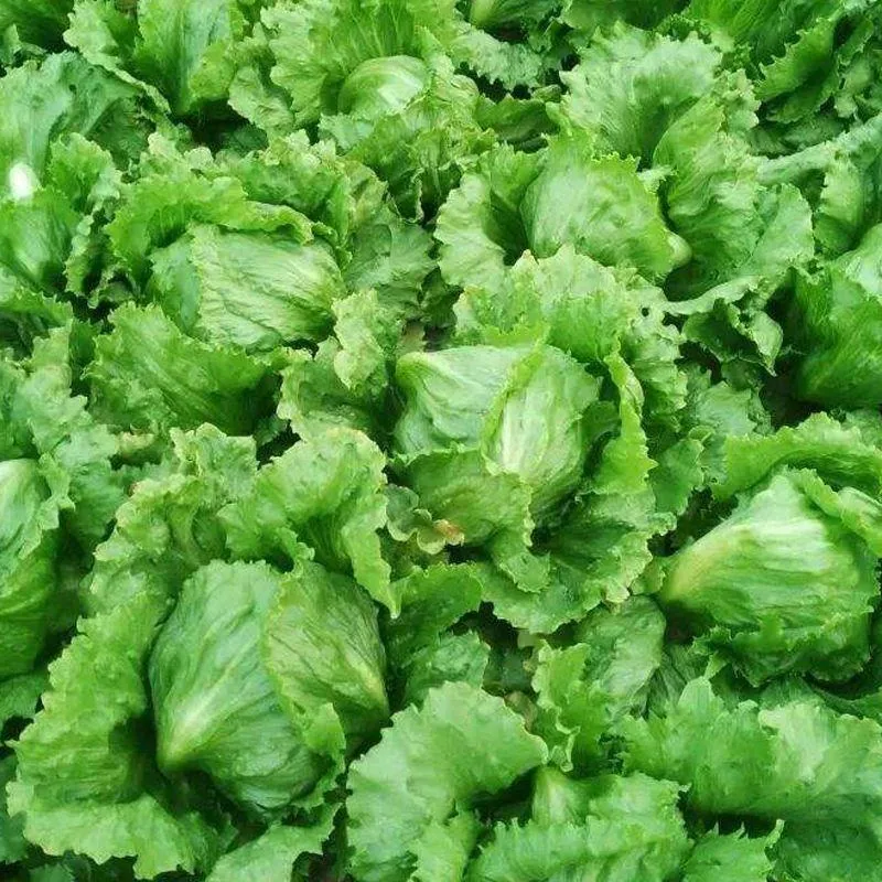 Ball lettuce seed cream round lettuce Western food hamburger hot pot with wrapped salad fresh vegetable round lettuce 9