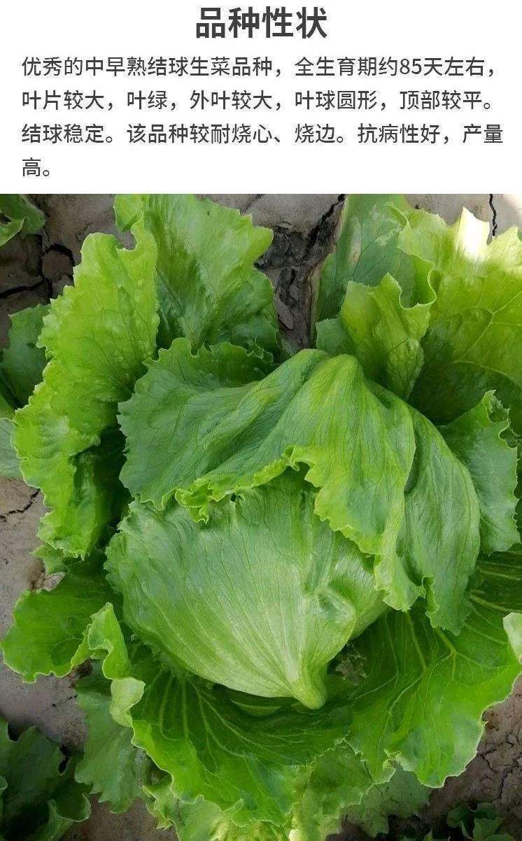 Ball lettuce seed cream round lettuce Western food hamburger hot pot with wrapped salad fresh vegetable round lettuce 13