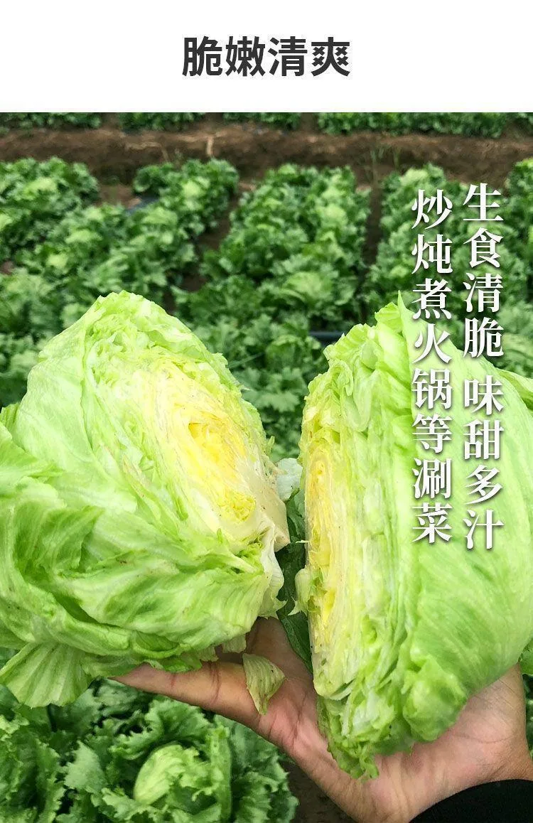 Ball lettuce seed cream round lettuce Western food hamburger hot pot with wrapped salad fresh vegetable round lettuce 14