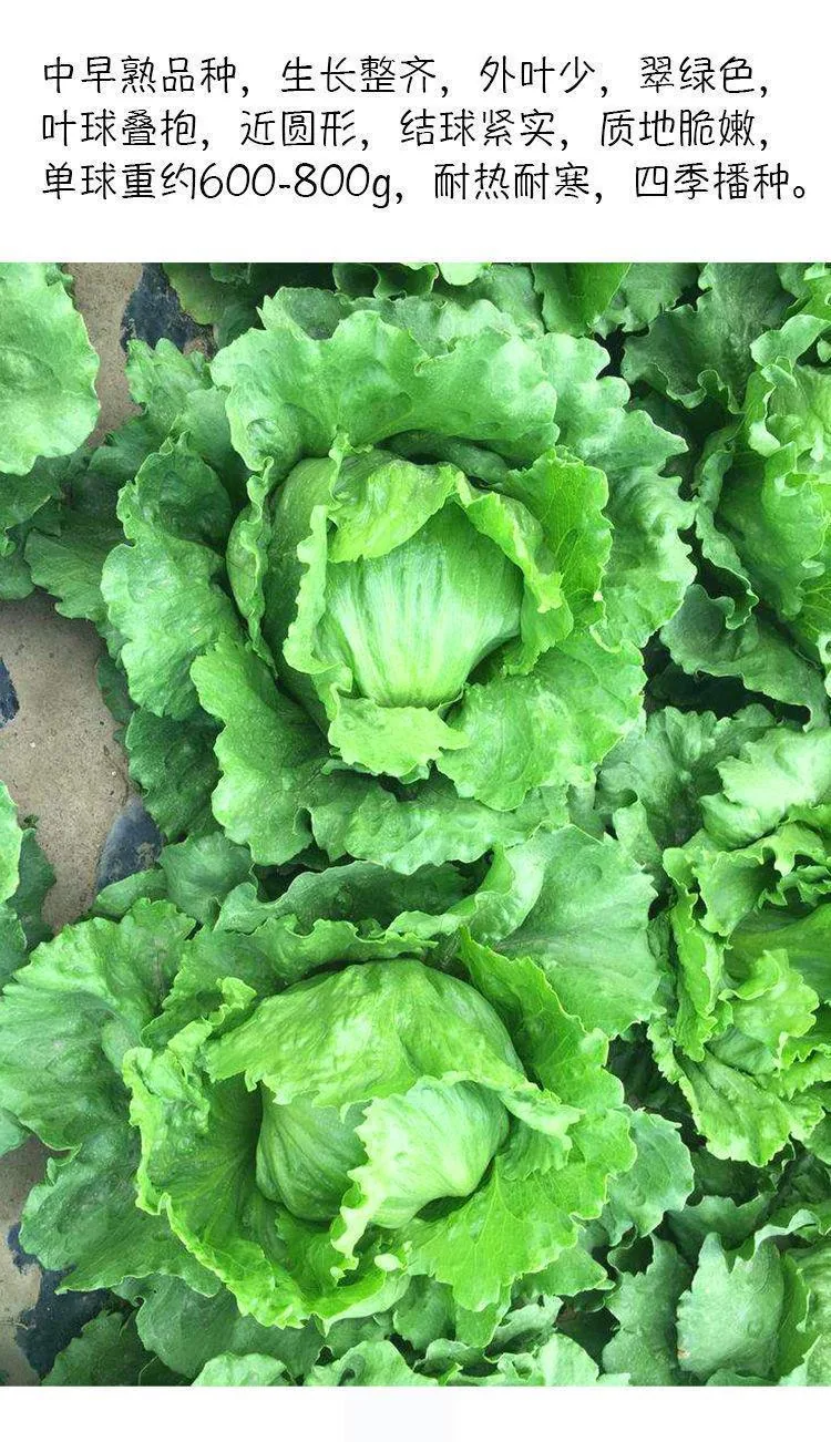 Ball lettuce seed cream round lettuce Western food hamburger hot pot with wrapped salad fresh vegetable round lettuce 17