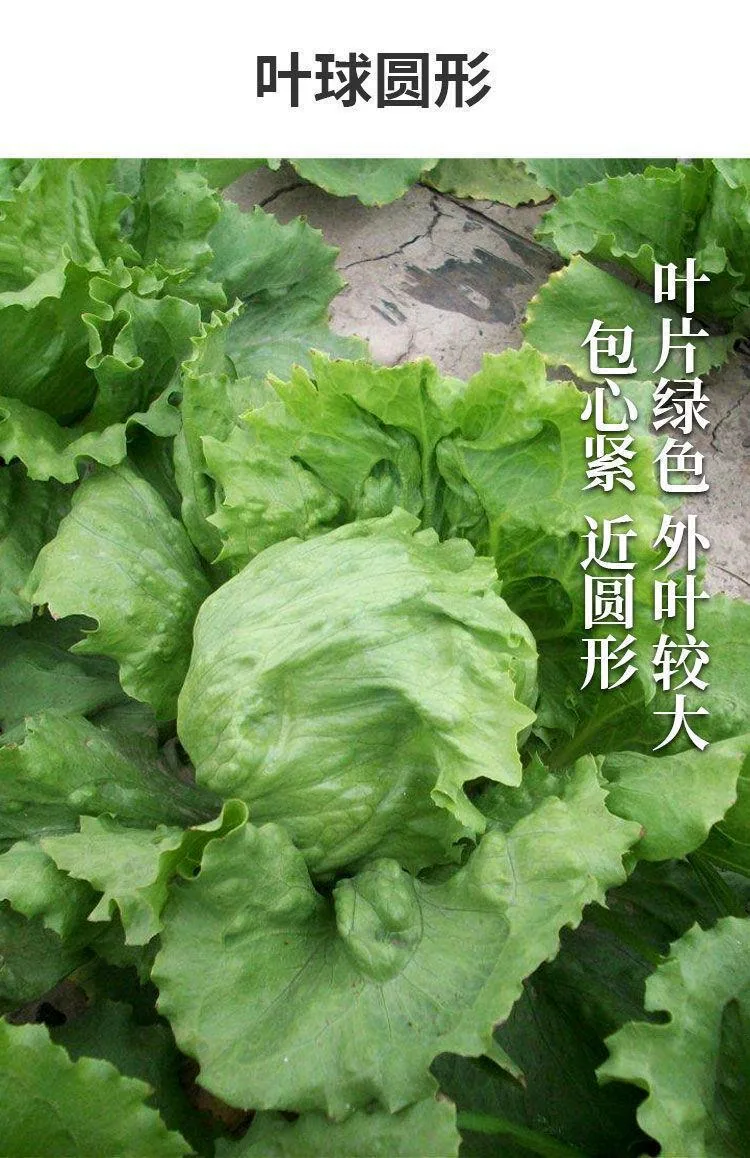 Ball lettuce seed cream round lettuce Western food hamburger hot pot with wrapped salad fresh vegetable round lettuce 12