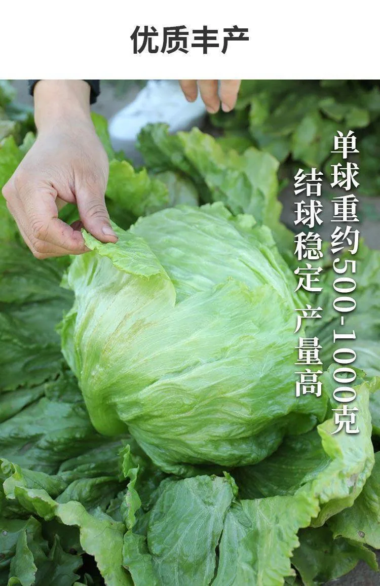 Ball lettuce seed cream round lettuce Western food hamburger hot pot with wrapped salad fresh vegetable round lettuce 11