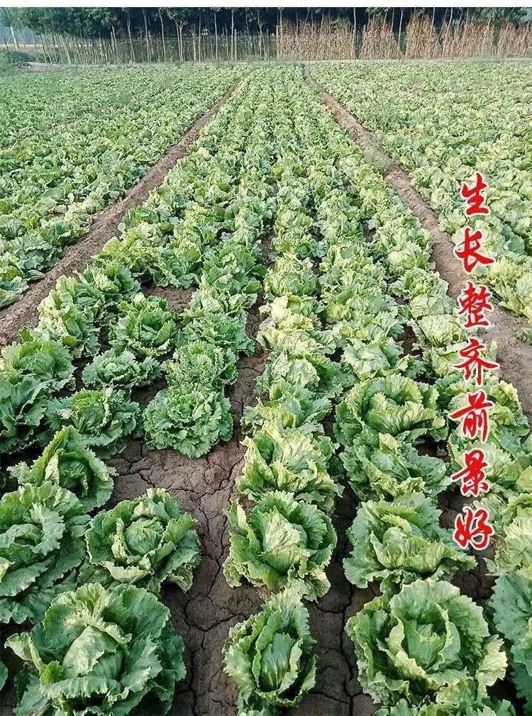 Ball lettuce seed cream round lettuce Western food hamburger hot pot with wrapped salad fresh vegetable round lettuce 16
