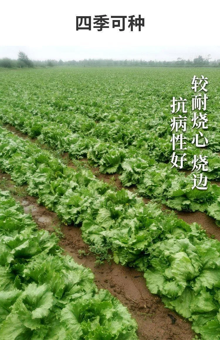 Ball lettuce seed cream round lettuce Western food hamburger hot pot with wrapped salad fresh vegetable round lettuce 15