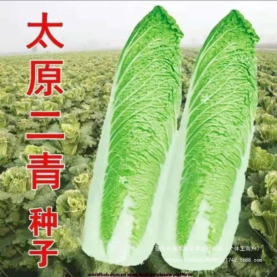 Taiyuan Erqing Chinese cabbage seeds, Tianjin green hemp leaf seeds, high-high long cabbage vegetable seeds, high yield and four 2