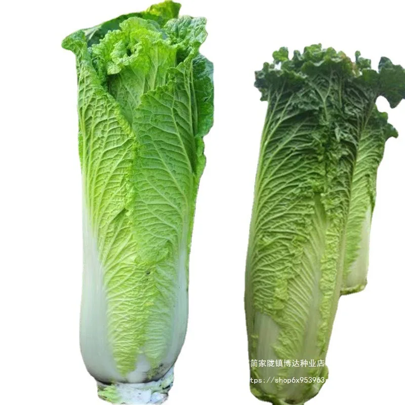 Taiyuan Erqing Chinese cabbage seeds, Tianjin green hemp leaf seeds, high-high long cabbage vegetable seeds, high yield and four 3