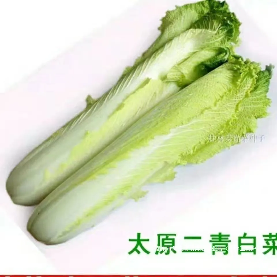 Taiyuan Erqing Chinese cabbage seeds, Tianjin green hemp leaf seeds, high-high long cabbage vegetable seeds, high yield and f