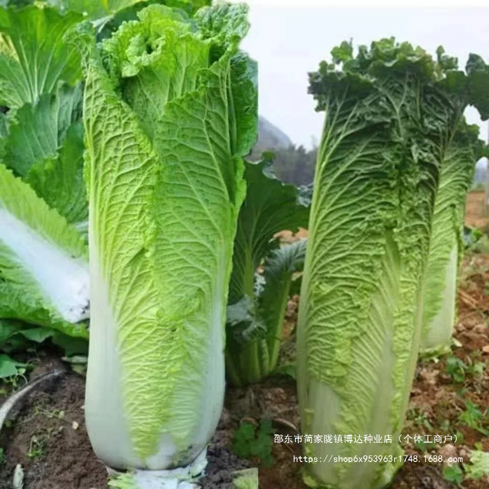 Taiyuan Erqing Chinese cabbage seeds, Tianjin green hemp leaf seeds, high-high long cabbage vegetable seeds, high yield and four 4