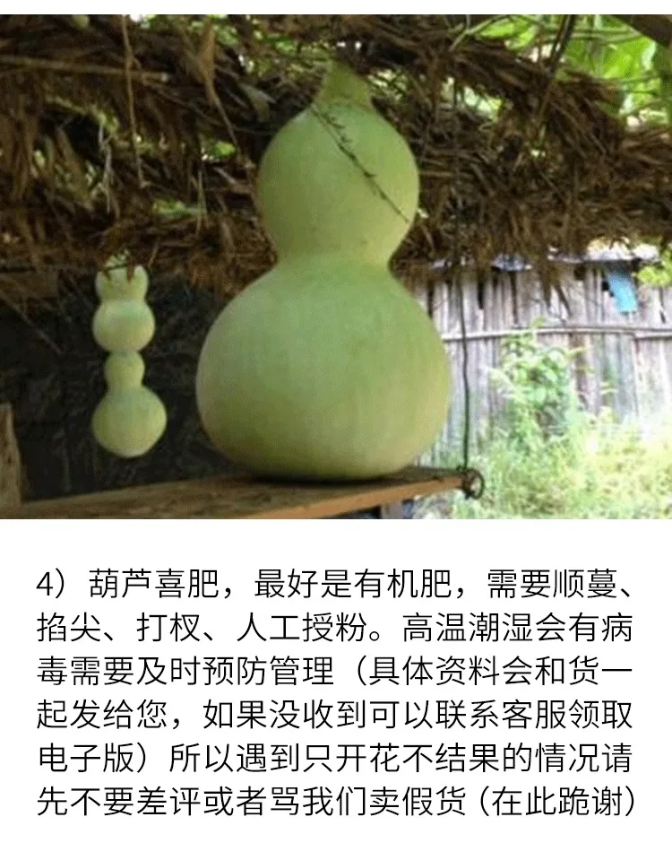 Gourd seeds, giant wine fairy, gourd seeds, extra-large wine gourd, courtyard balcony, potted plant, climbing vine, vegetable se 18