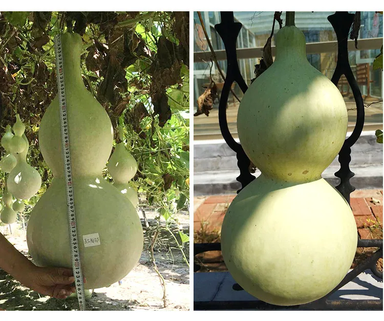 Gourd seeds, giant wine fairy, gourd seeds, extra-large wine gourd, courtyard balcony, potted plant, climbing vine, vegetable se 17