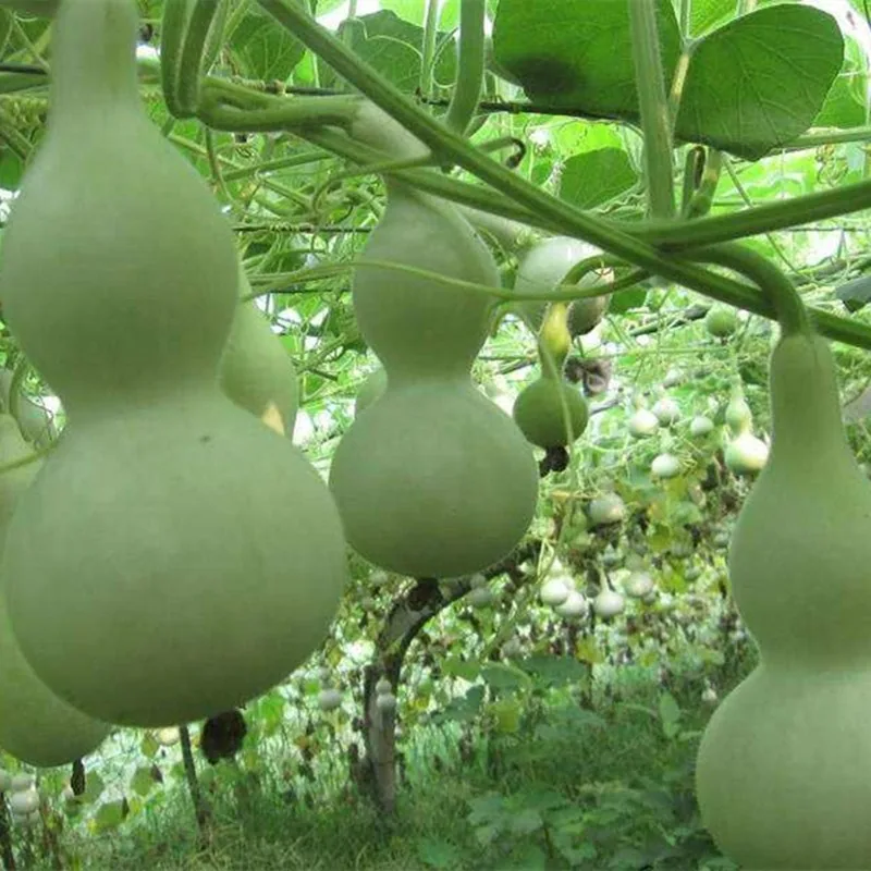 Gourd seeds, giant wine fairy, gourd seeds, extra-large wine gourd, courtyard balcony, potted plant, climbing vine, vegetable se 6