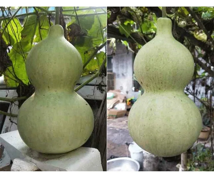 Gourd seeds, giant wine fairy, gourd seeds, extra-large wine gourd, courtyard balcony, potted plant, climbing vine, vegetable se 14