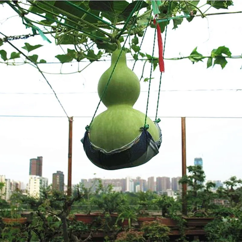 Gourd seeds, giant wine fairy, gourd seeds, extra-large wine gourd, courtyard balcony, potted plant, climbing vine, vegetable se 5