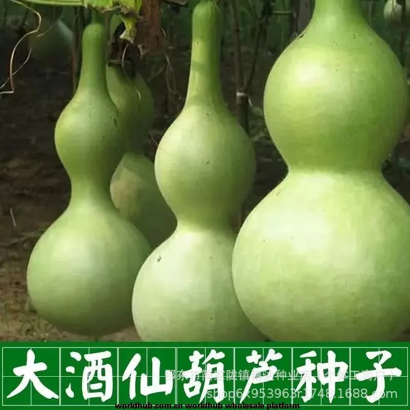 Gourd seeds, giant wine fairy, gourd seeds, extra-large wine gourd, courtyard balcony, potted plant, climbing vine, vegetable se