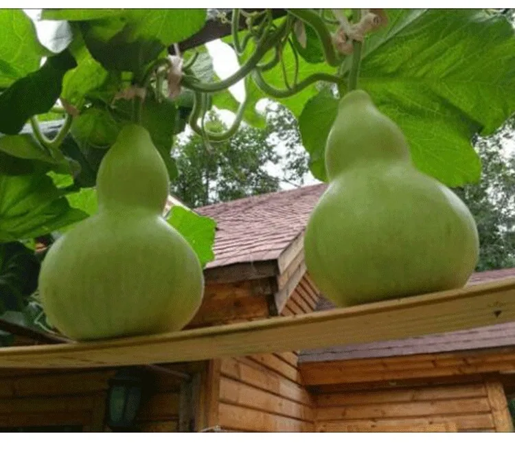 Gourd seeds, giant wine fairy, gourd seeds, extra-large wine gourd, courtyard balcony, potted plant, climbing vine, vegetable se 11