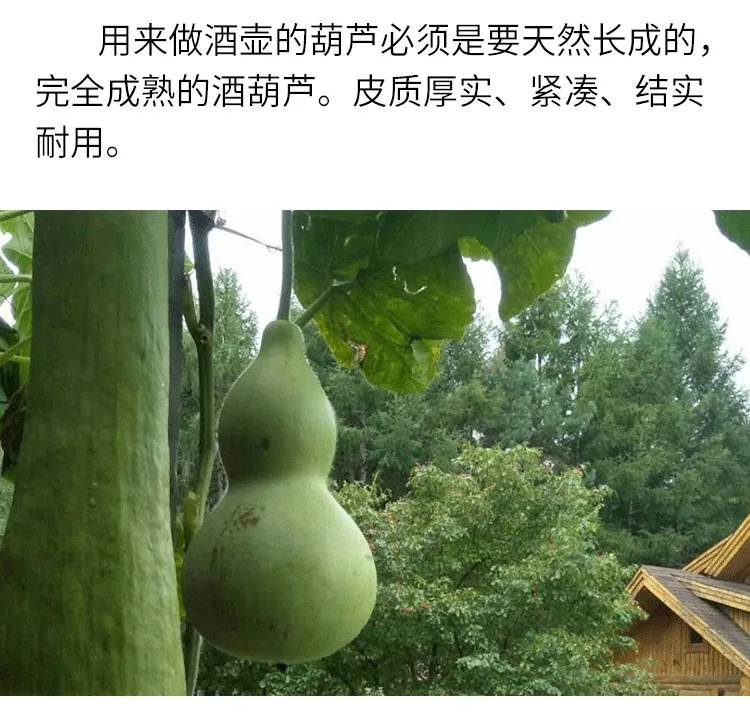 Gourd seeds, giant wine fairy, gourd seeds, extra-large wine gourd, courtyard balcony, potted plant, climbing vine, vegetable se 10