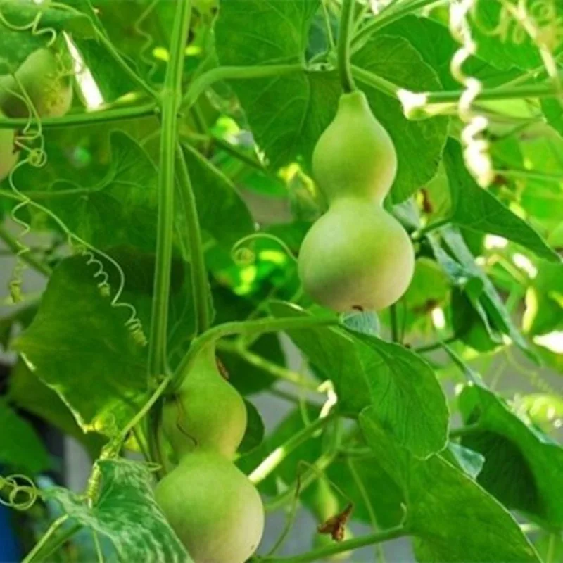 Gourd seeds, giant wine fairy, gourd seeds, extra-large wine gourd, courtyard balcony, potted plant, climbing vine, vegetable se 2