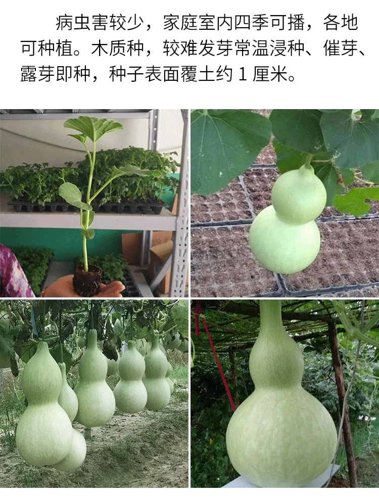 Gourd seeds, giant wine fairy, gourd seeds, extra-large wine gourd, courtyard balcony, potted plant, climbing vine, vegetable se 19