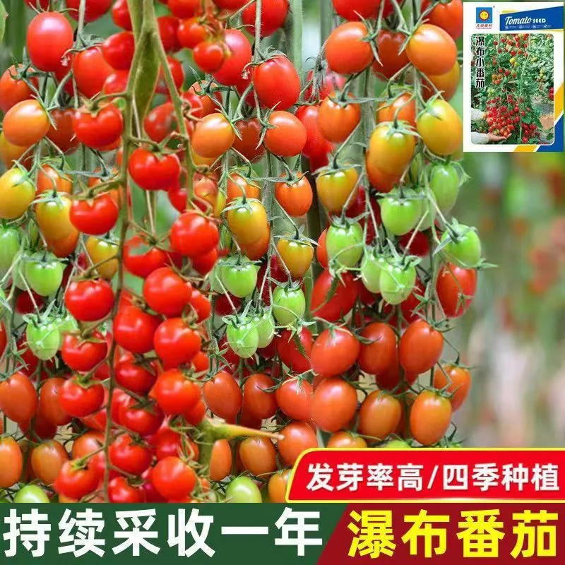 【Mixed Small Tomato Seeds】New tomato seeds, spring and four seasons potted vegetable and fruit seeds, colorful tomato seeds 7