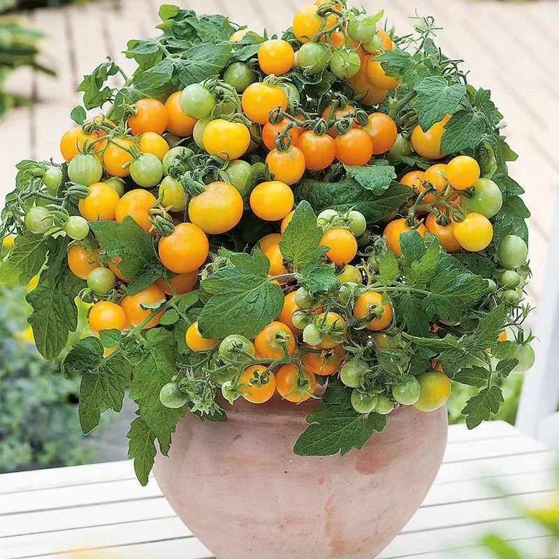 【Mixed Small Tomato Seeds】New tomato seeds, spring and four seasons potted vegetable and fruit seeds, colorful tomato seeds 5