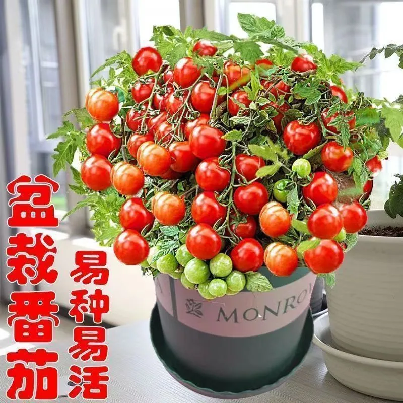 【Mixed Small Tomato Seeds】New tomato seeds, spring and four seasons potted vegetable and fruit seeds, colorful tomato seeds 4