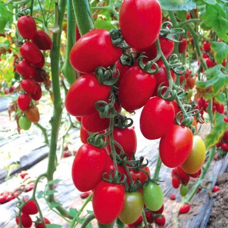 【Mixed Small Tomato Seeds】New tomato seeds, spring and four seasons potted vegetable and fruit seeds, colorful tomato seeds