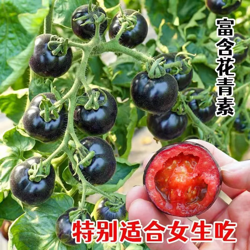 【Mixed Small Tomato Seeds】New tomato seeds, spring and four seasons potted vegetable and fruit seeds, colorful tomato seeds 6