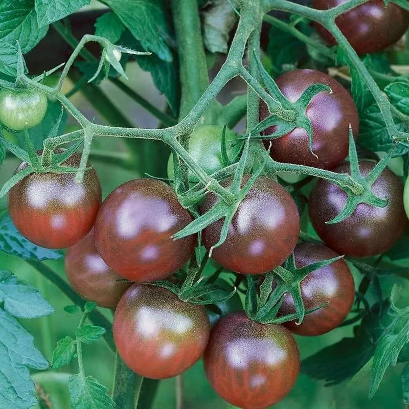 【Mixed Small Tomato Seeds】New tomato seeds, spring and four seasons potted vegetable and fruit seeds, colorful tomato seeds 2